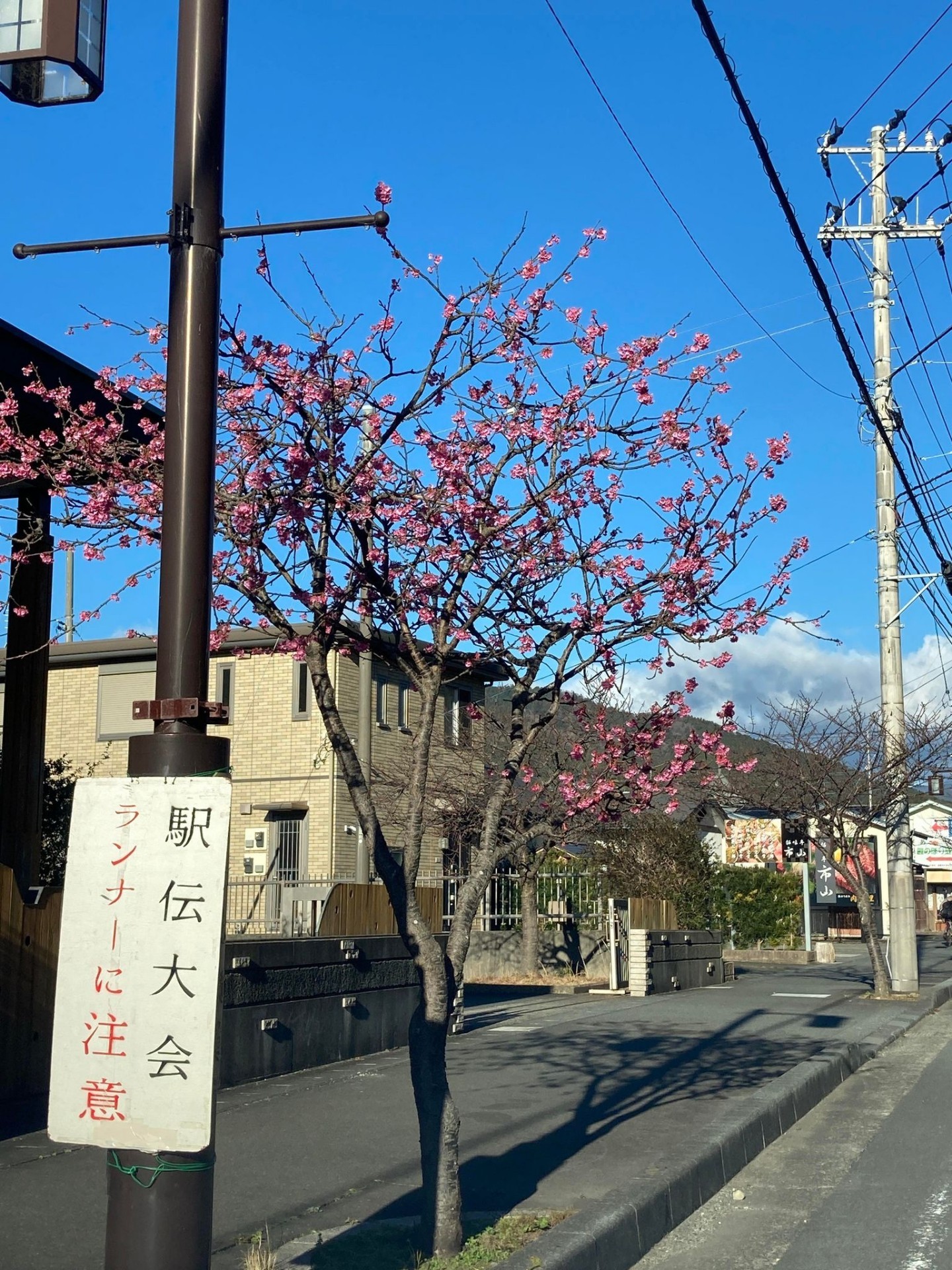 2022.1.18_河津役場前の桜