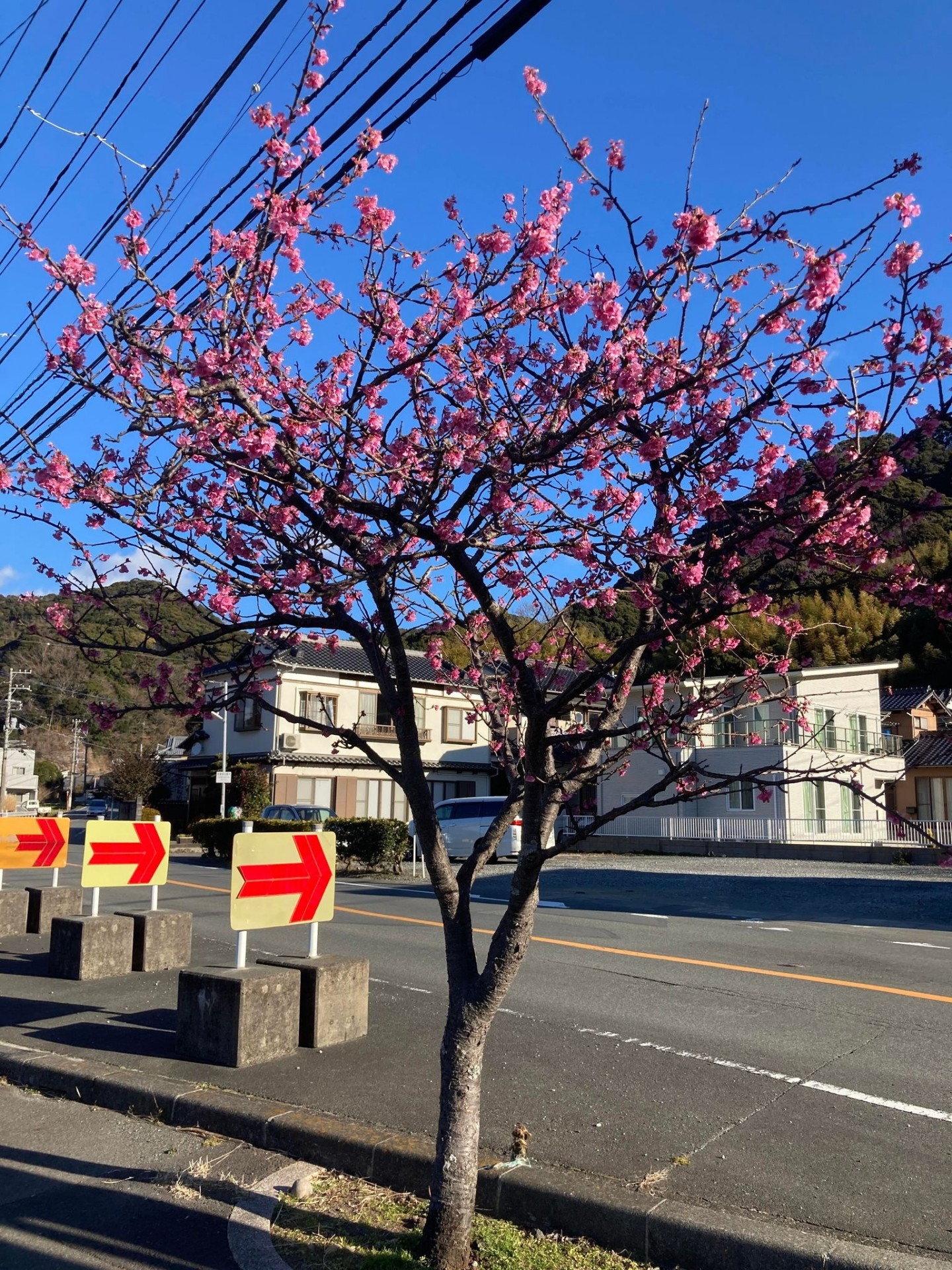 2022.1.18_河津役場前の桜