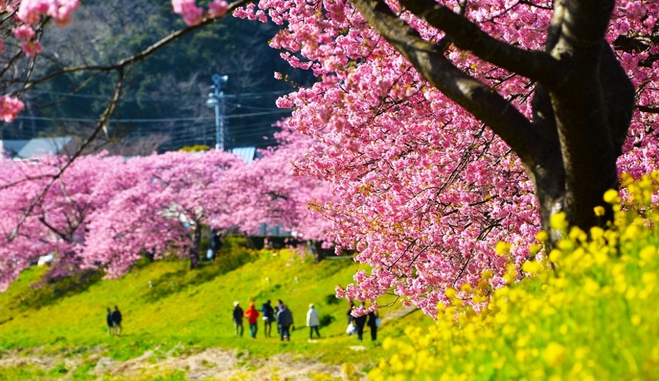河津桜まつり