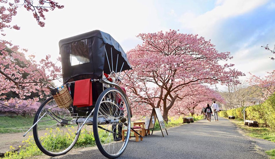 河津桜まつり