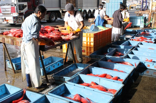 下田市魚市場 地方卸売市場