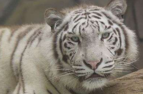 伊豆アニマルキングダム