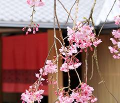 下田セントラルホテルの桜